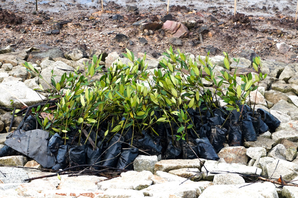 Mangrove Plantation